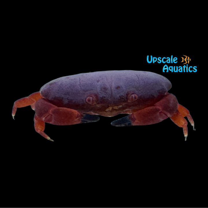 Colorful Reef Crab (Liomera cinctimanus)