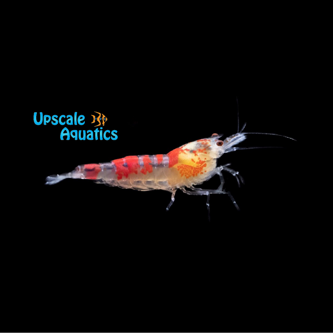 Red Calceo Bee Shrimp (Caridina cantonensis)