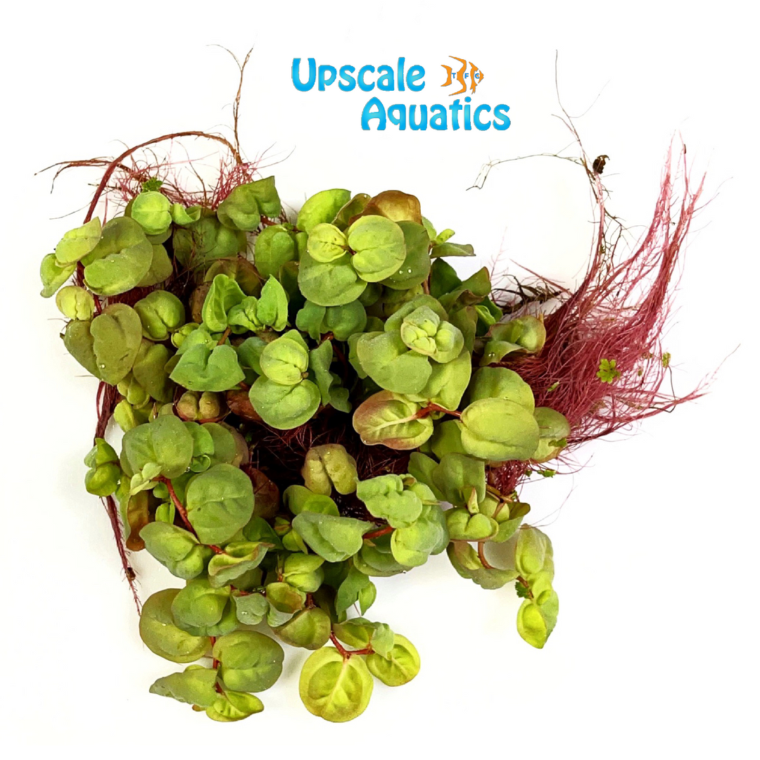 Red Root Floater (Phyllanthus fluitans)