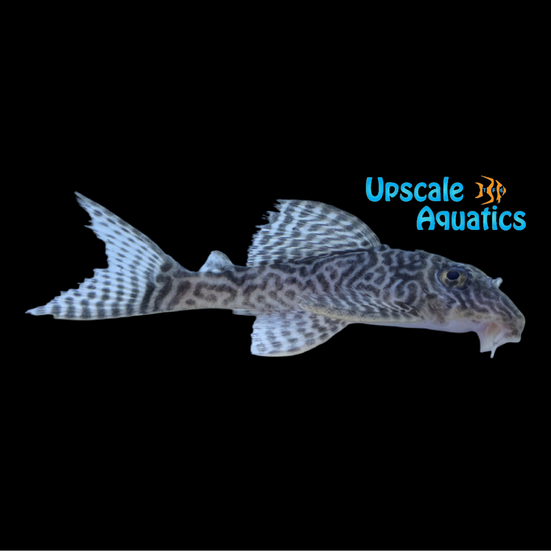 Decorated Zebra Pleco L400 (Hypancistrus seideli)