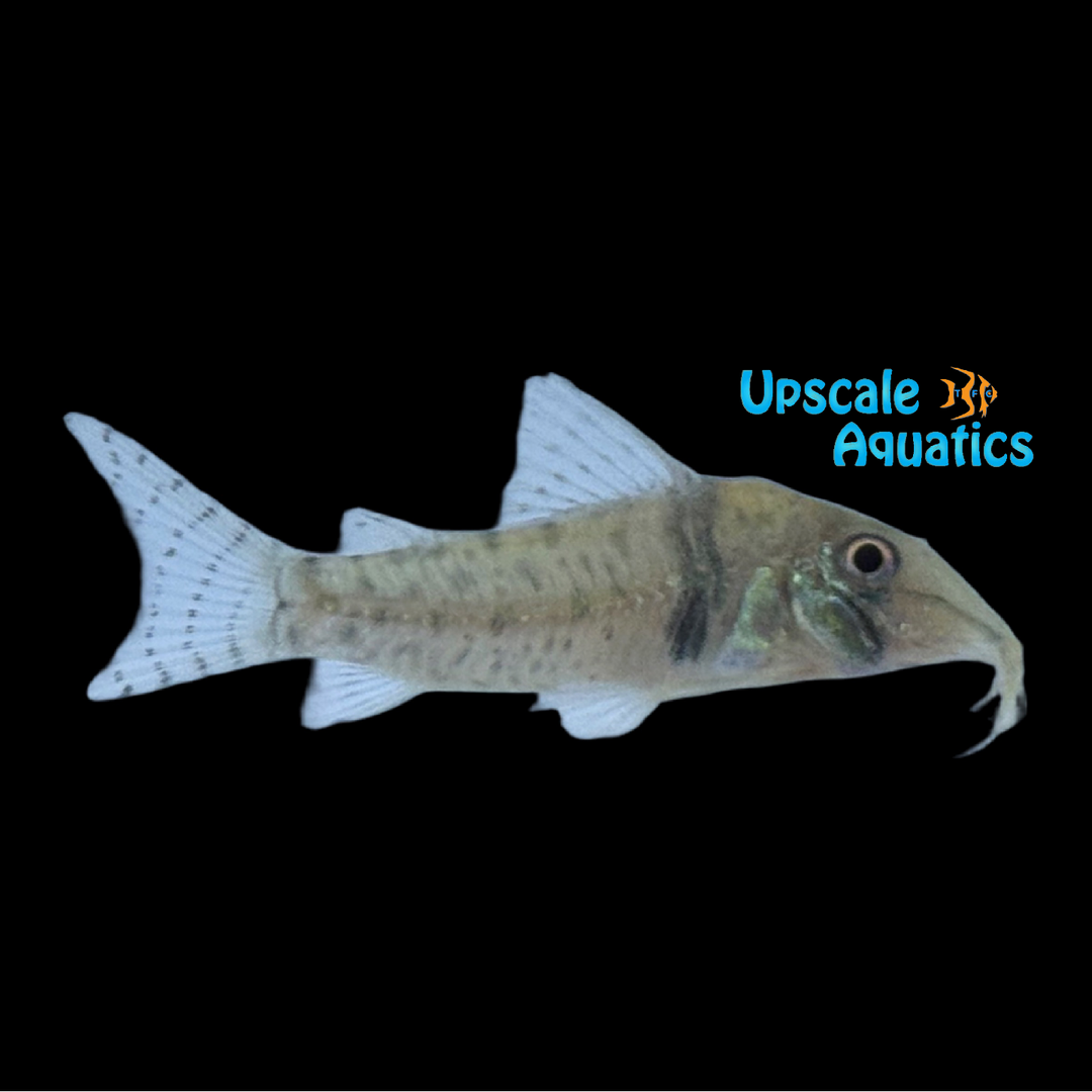 Bonita Cory (Corydoras orcesi)
