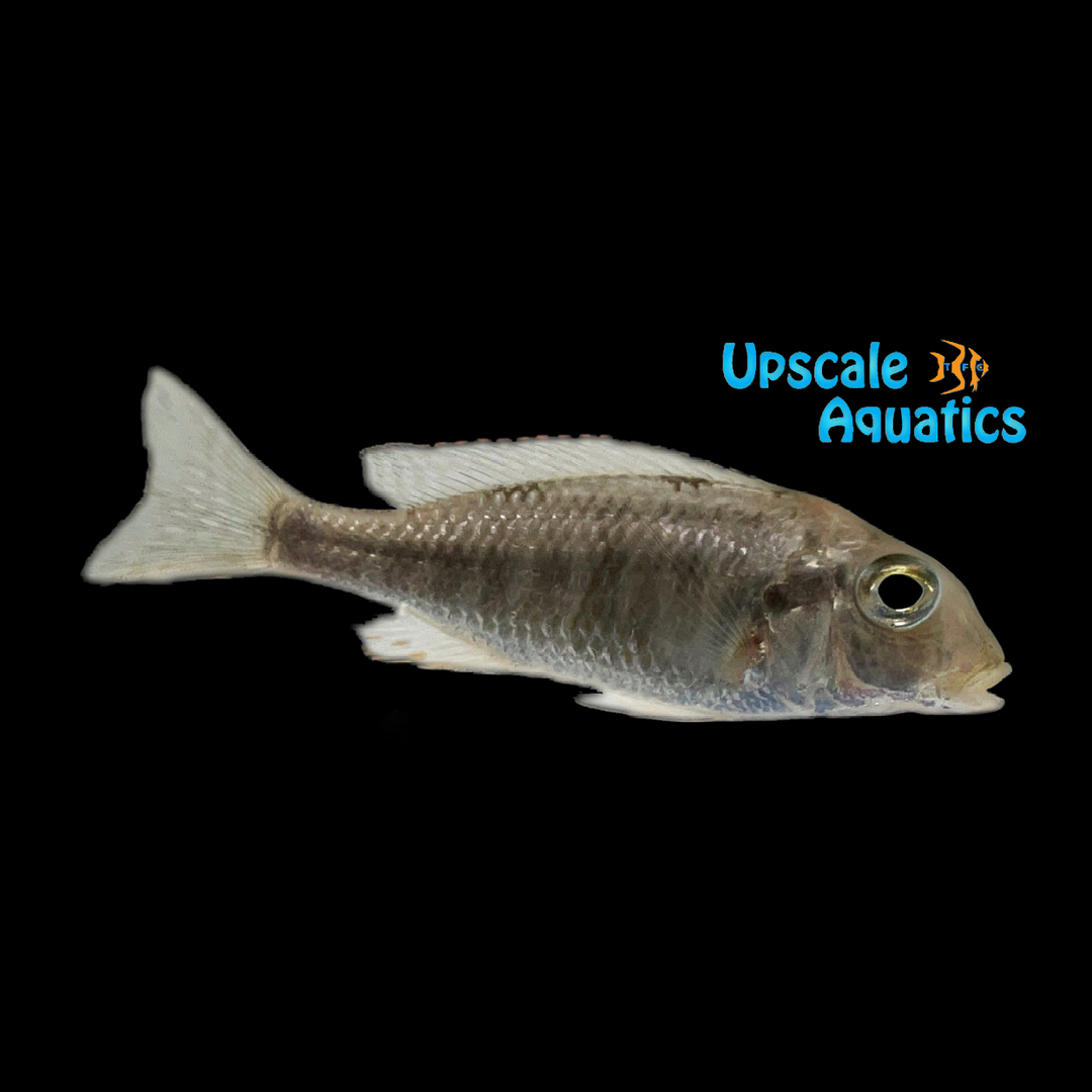 Lethrinops Albus