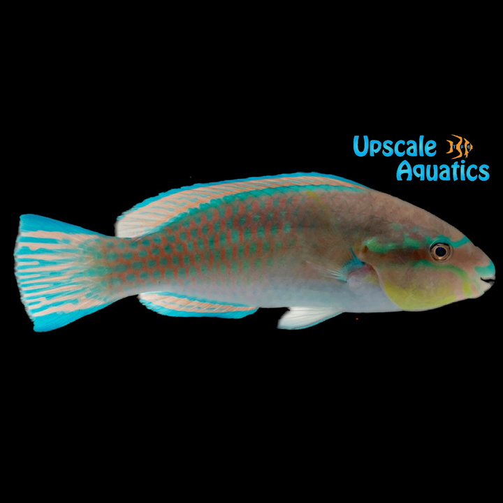 Princess Parrotfish (Scarus taeniopterus)
