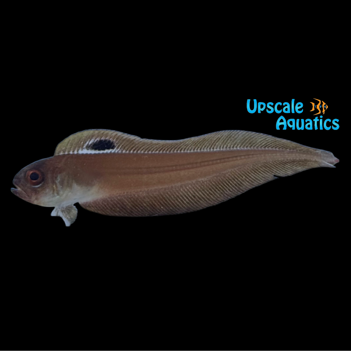 Blackspot Bandfish (Acanthocepola limbata) – Upscale Aquatics