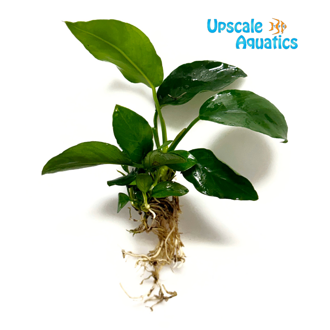 Anubias Nana (Anubias barteri var. nana)