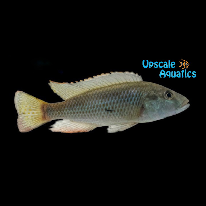 Malawi Trout x Eastern Happy Cichlid Hybrid (Champsochromis caeruleus x Astatotilapia calliptera)
