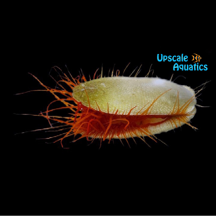 Electric Flame Scallop (Ctenoides ales)