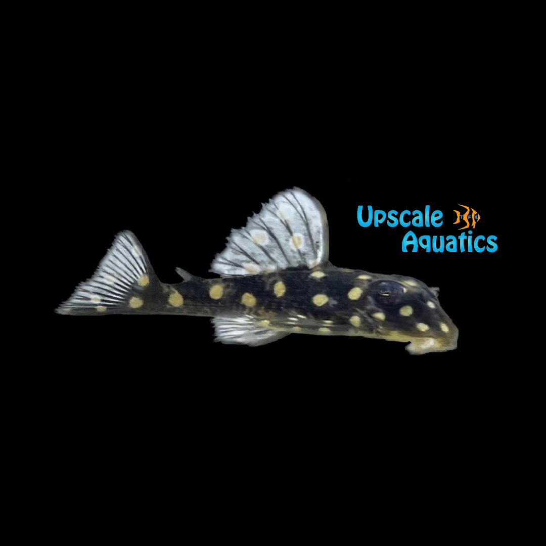 Orinoco Snowball Pleco L201 (Hypancistrus inspector)
