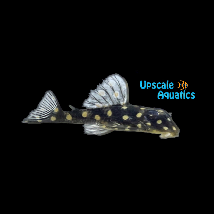 Orinoco Snowball Pleco L201 (Hypancistrus inspector)