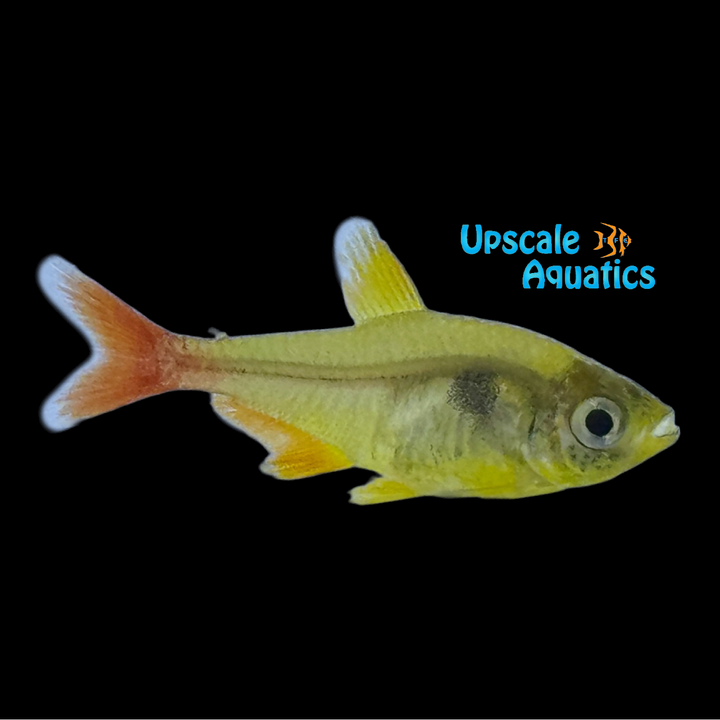 Yellow Phantom Tetra (Hyphessobrycon roseus)