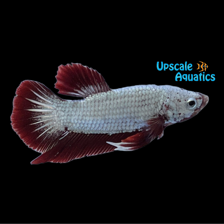 Red Dragon Plakat Betta - Male (Betta splendens)