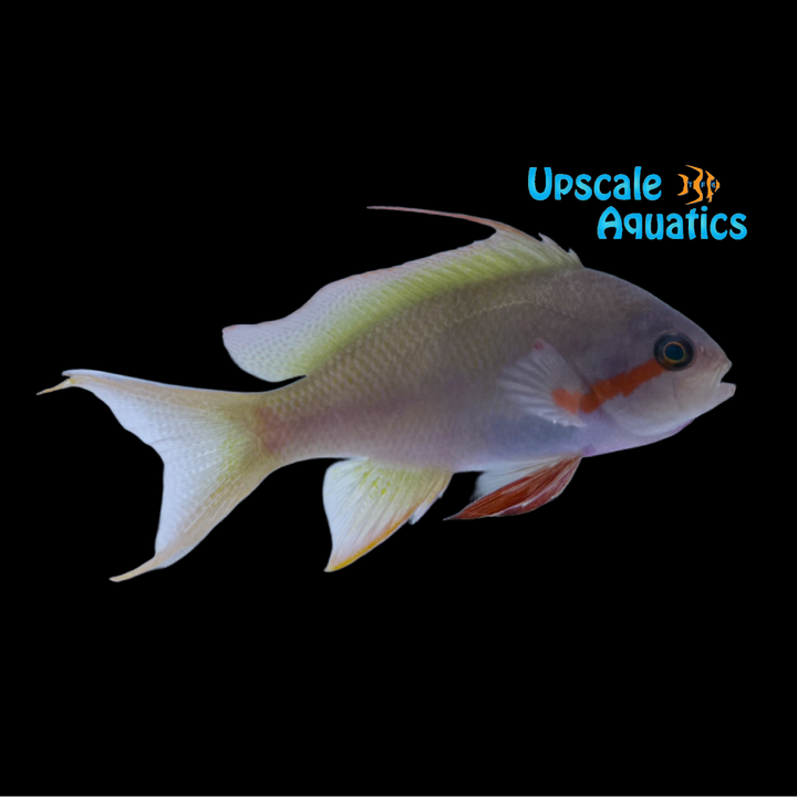 Huchtii Anthias (Pseudanthias huchtii)