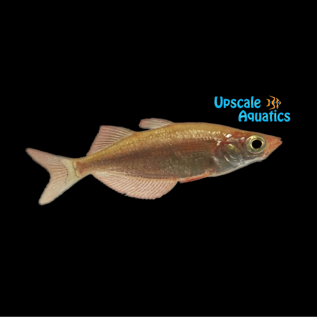 Red Irian Rainbowfish (Glossolepis incisus)