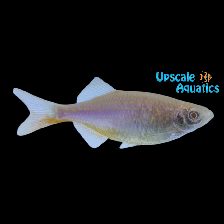 Albino Giant Danio (Devario aequipinnatus)
