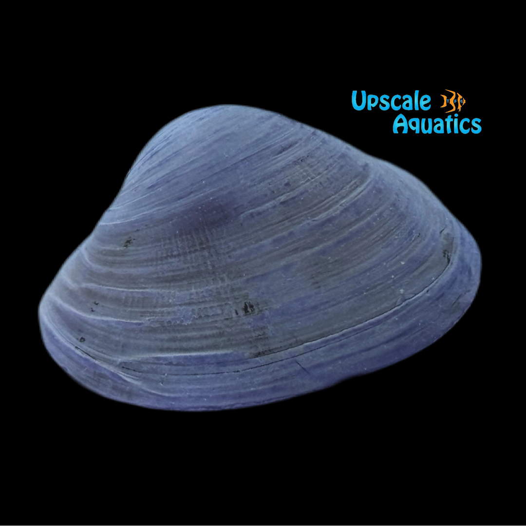 Violet Jewel Freshwater Clam (Batissa violacea)