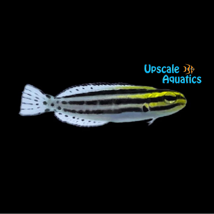 Striped Blenny - Captive Bred (Meiacanthus grammistes)