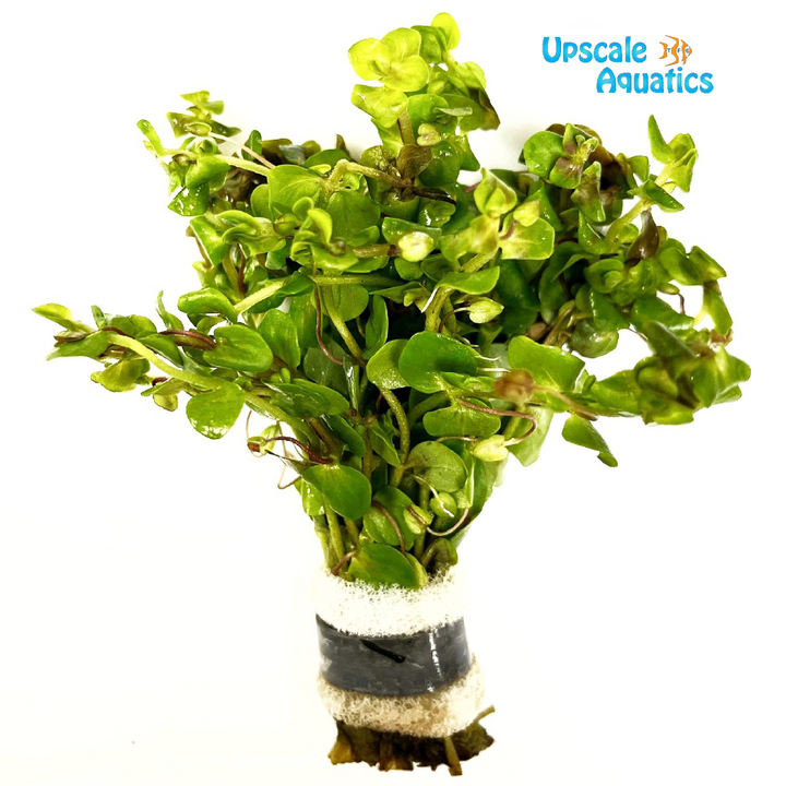 Bacopa Australis