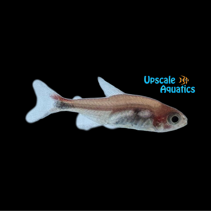 Ruby Tetra (Axelrodia riesei)