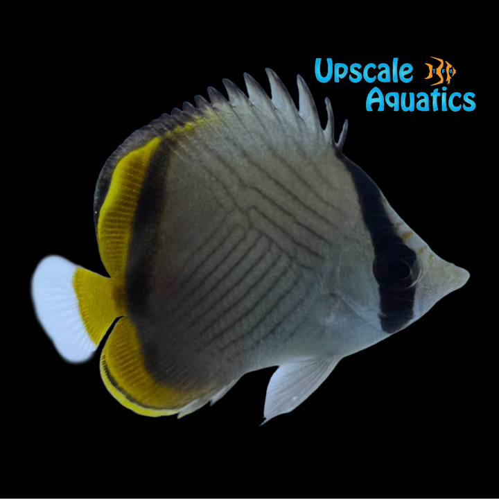 Horseshoe Butterflyfish (Chaetodon pictus)