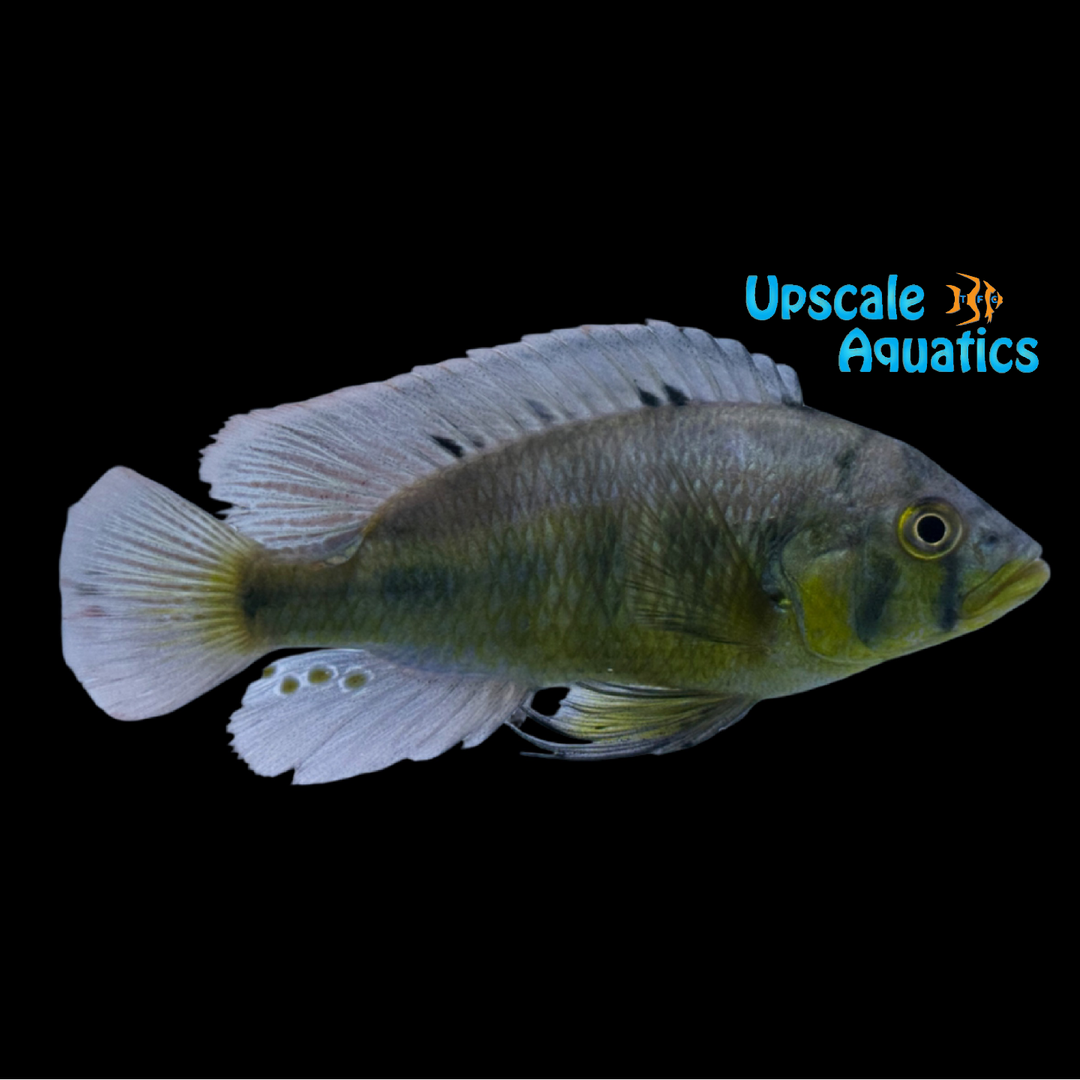 Albert's Yellow Belly Hap (Astatotilapia aeneocolor yellow belly)