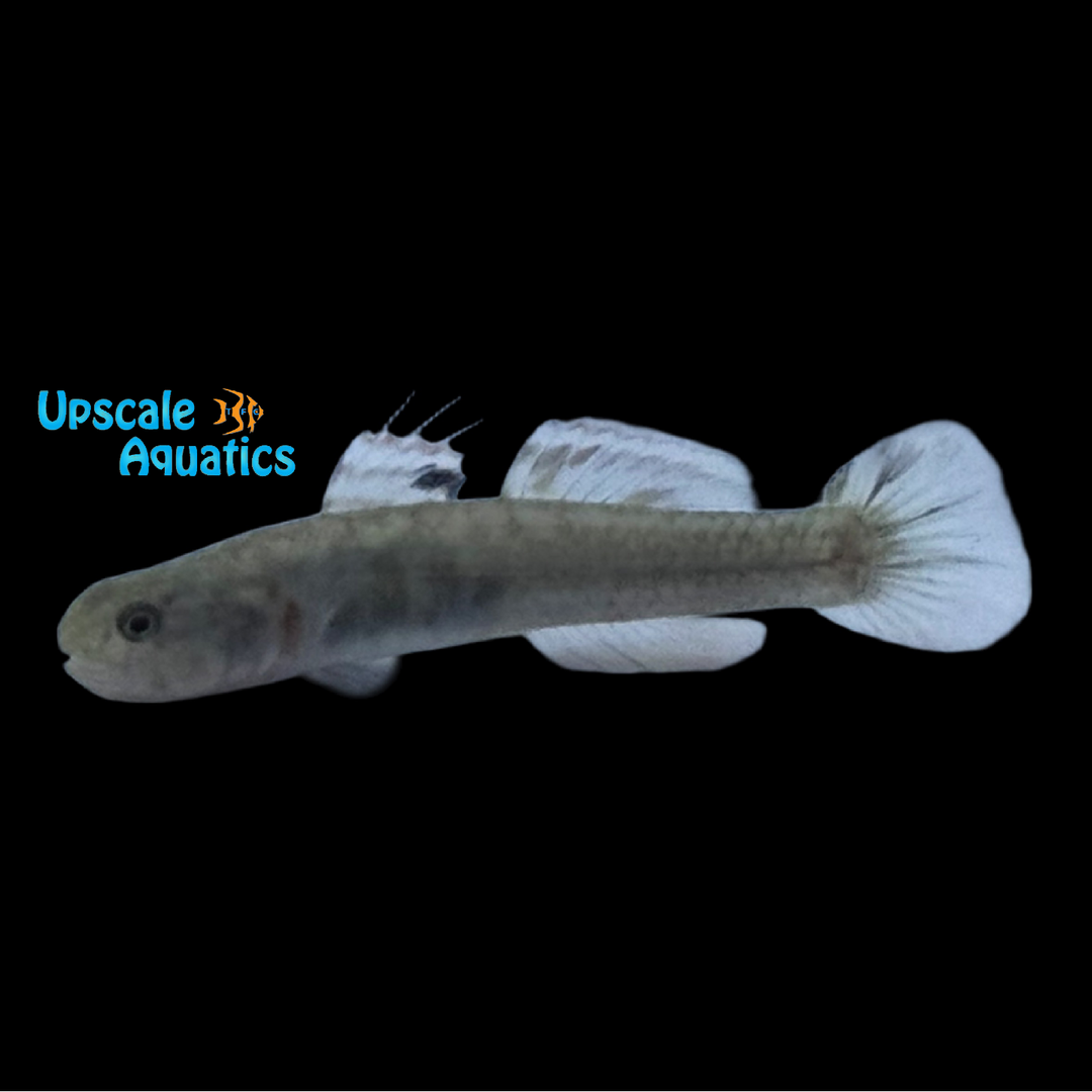Abei Mangrove Goby (Mugilogobius abei)