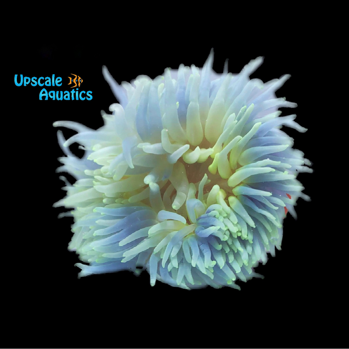 Blue Long Tentacle Anemone (Macrodactyla doreensis)