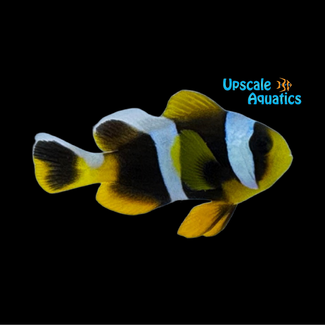Allardi Clownfish - Wild (Amphiprion allardi)