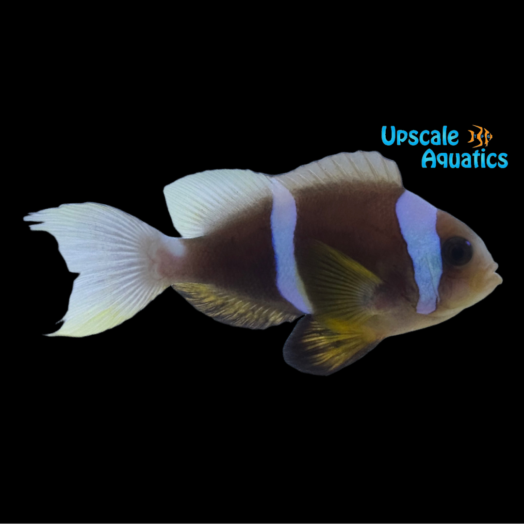 Pearl Eye Bicinctus Clownfish (Amphiprion bicinctus)