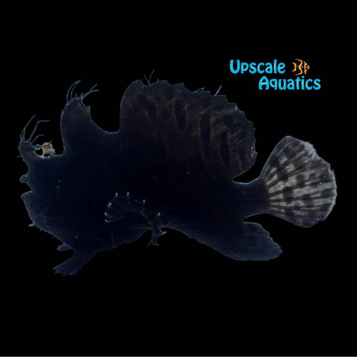 Black Hairy Frogfish (Antennarius striatus)