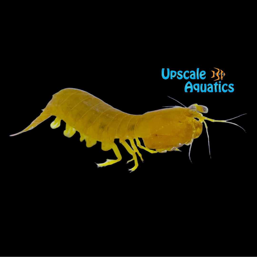 Yellow Mantis Shrimp (Pseudosquilla ciliata)