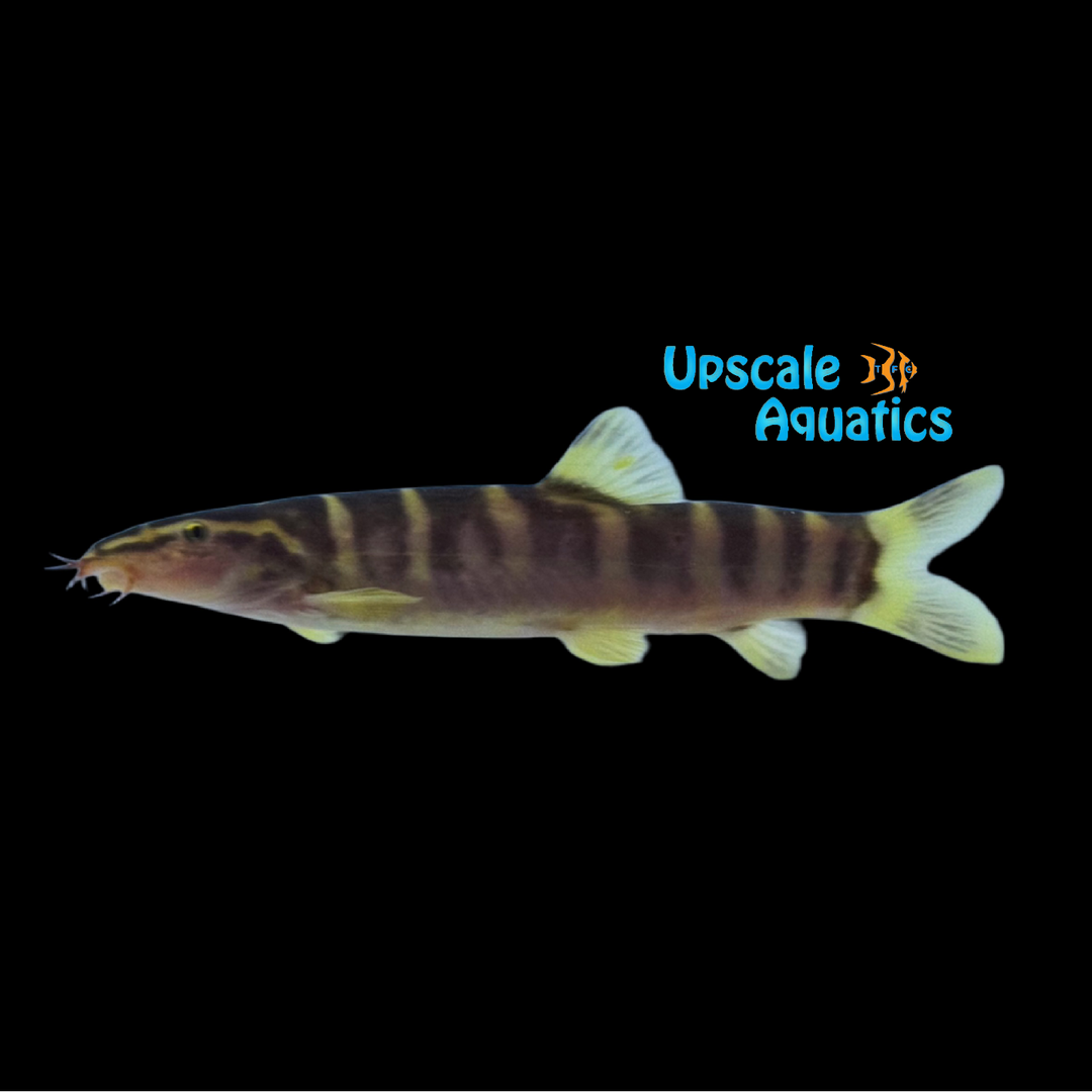 Chinese Zebra Loach (Sinibotia superciliaris)