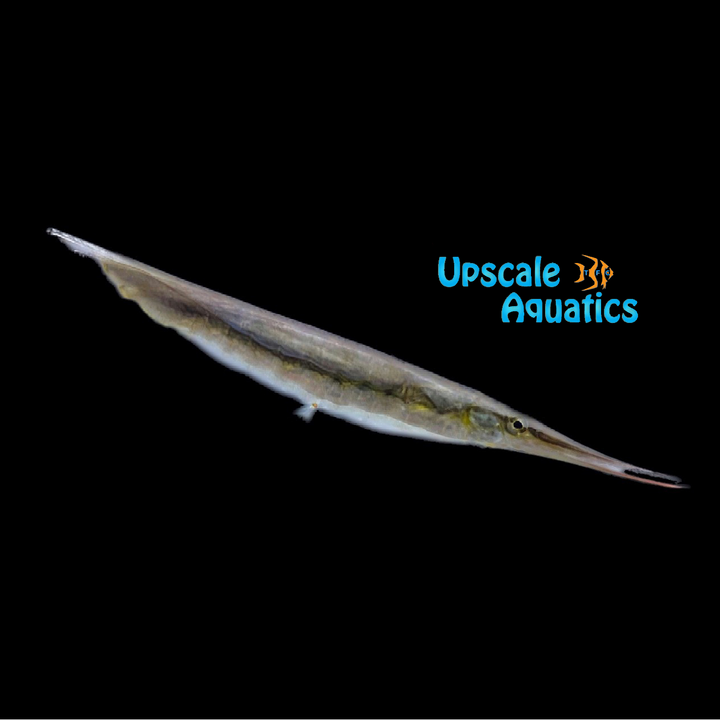 Striped Shrimpfish (Aeoliscus strigatus)