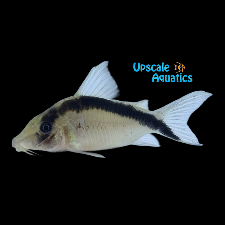 Giant Skunk Cory (Corydoras bethanae)