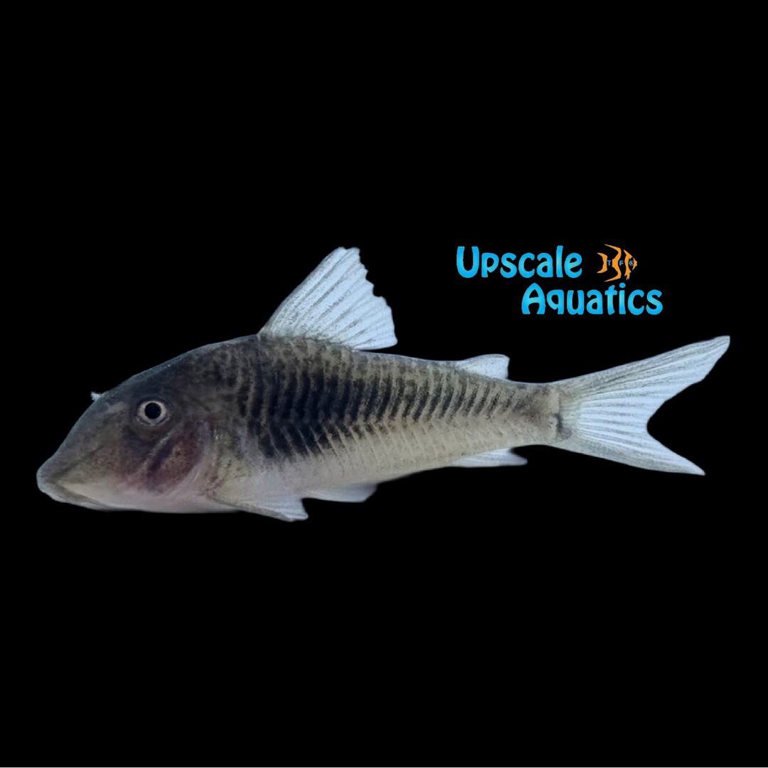 Geoffroy Cory 'Captive Bred' (Corydoras geoffroy)
