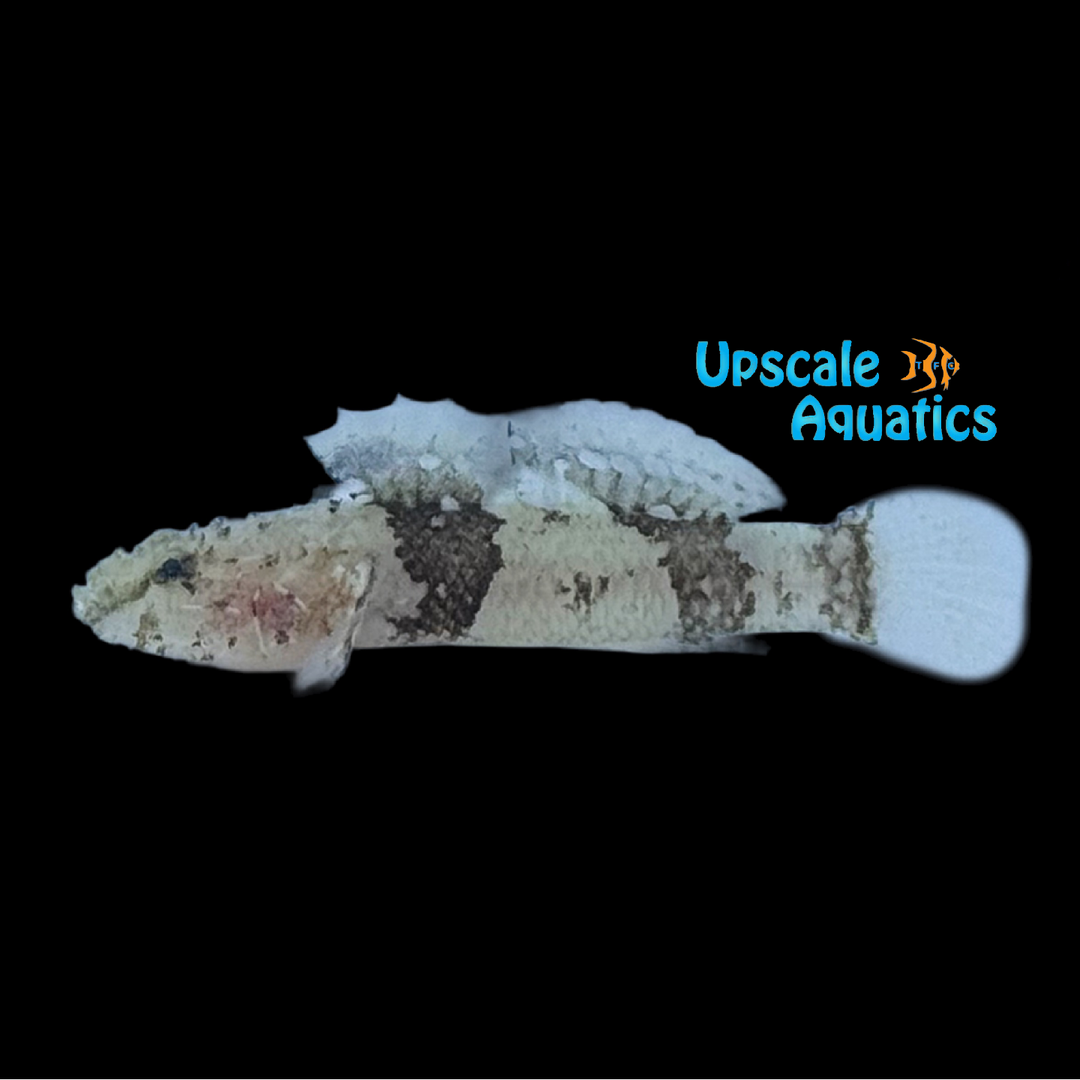 Pacific Tripleband Goby (Callogobius sclateri)