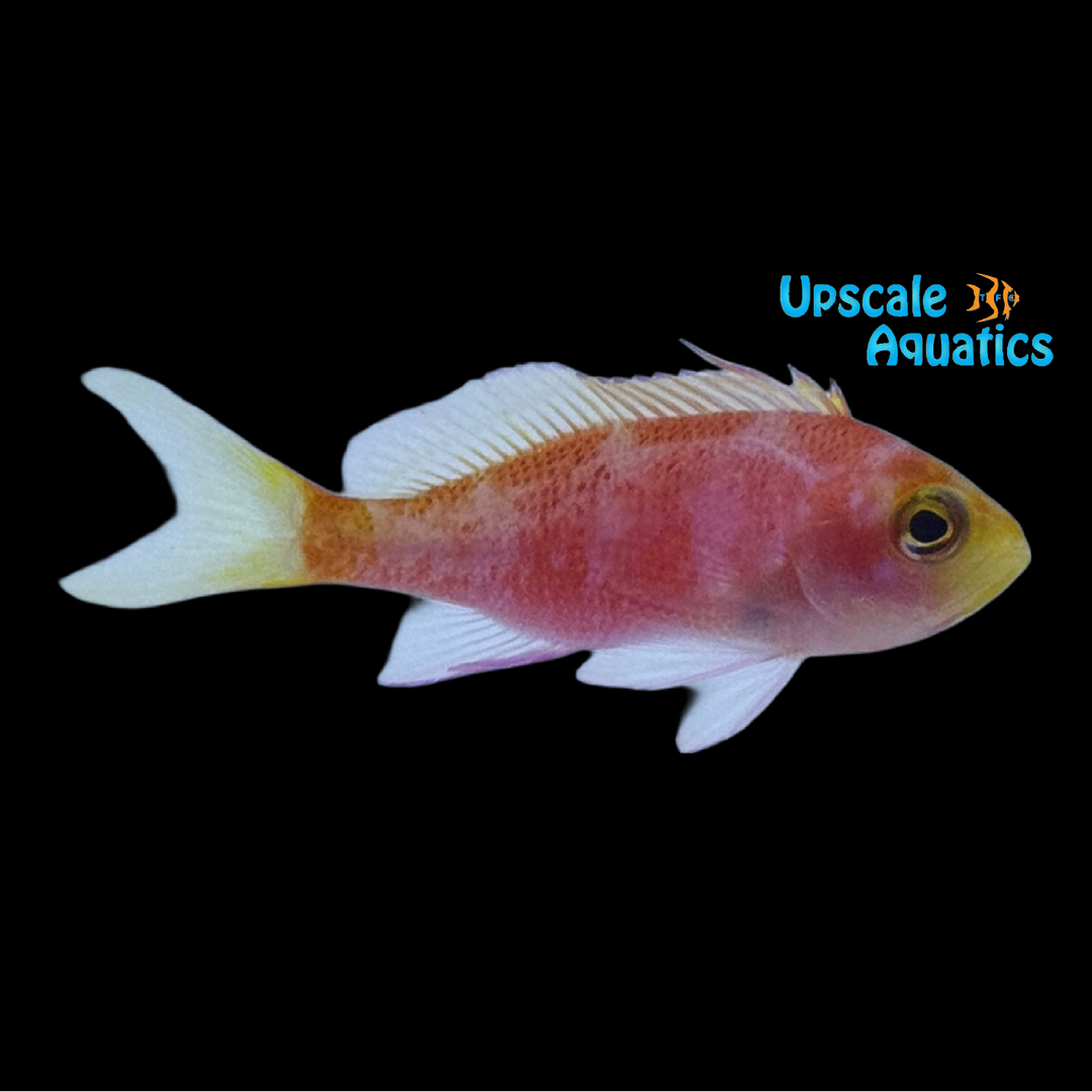 Resplendent Anthias (Pseudanthias pulcherrimus)