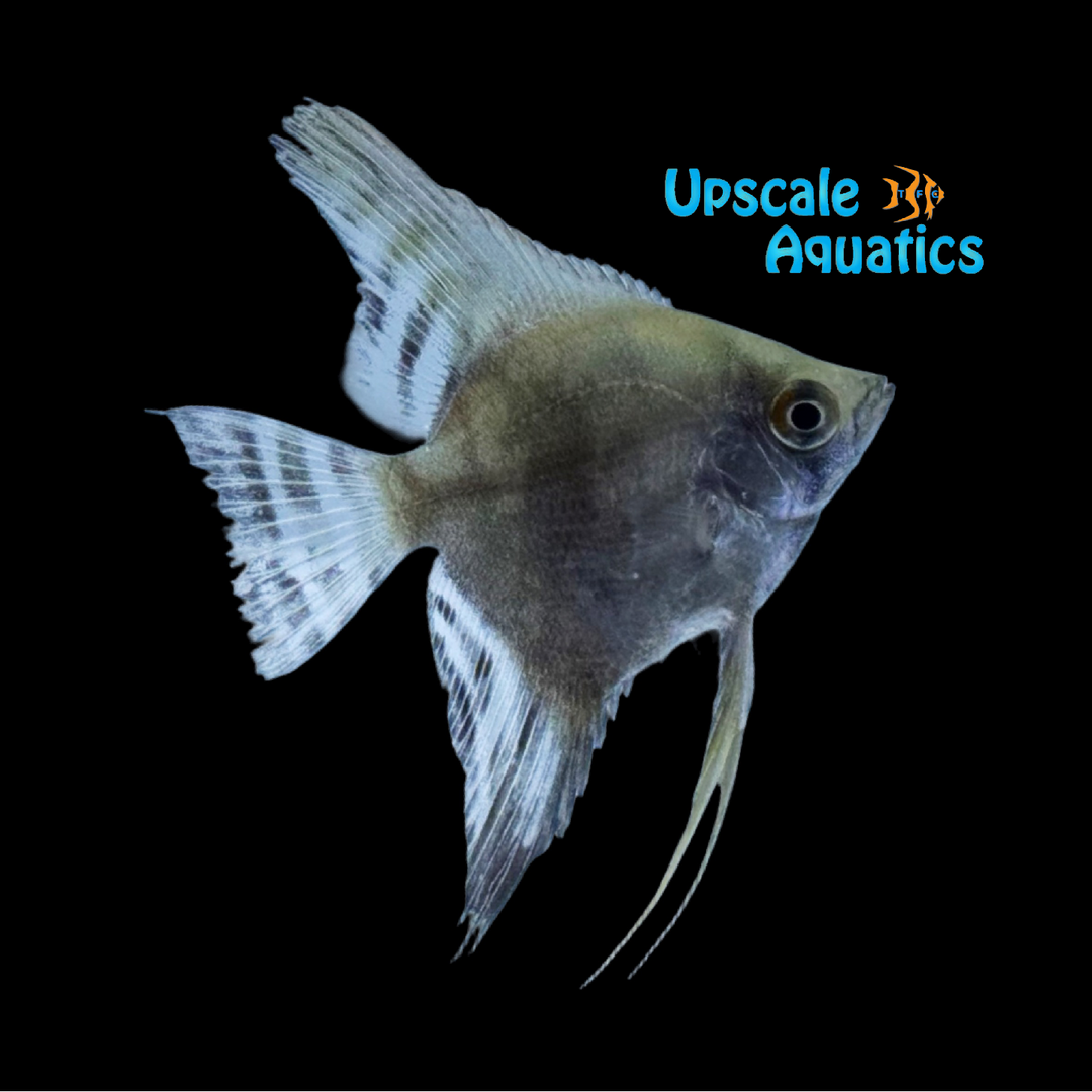 Smokey Angelfish (Pterophyllum scalare)