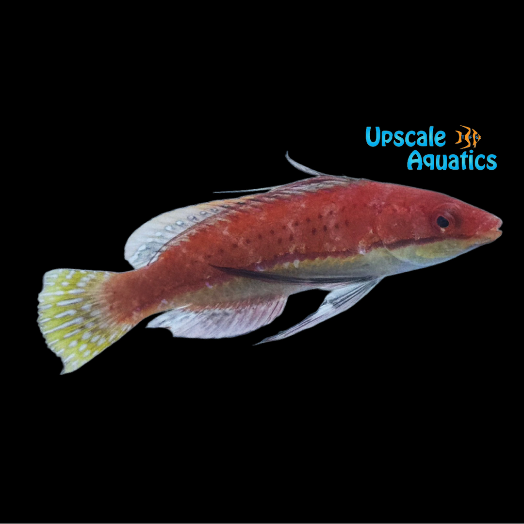 Ruby Longfin Fairy Wrasse (Cirrhilabrus rubeus)