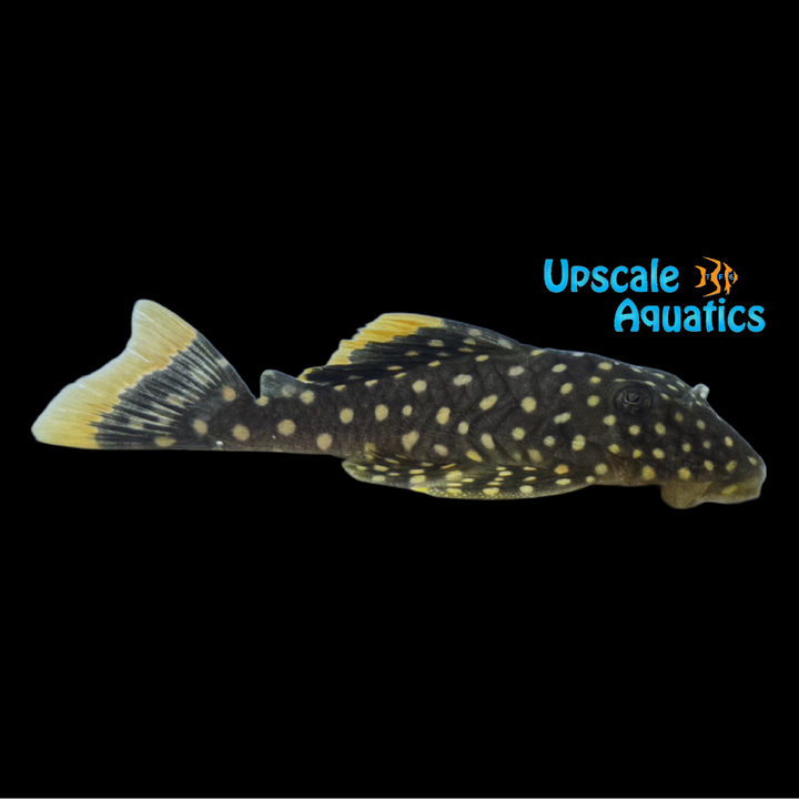 Big Spot Gold Nugget Pleco L177 (Baryancistrus xanthellus)