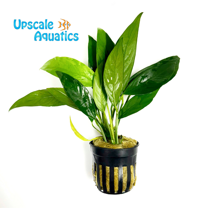 Lanceolata Anubias (Anubias barteri var. glabra 'Lanceolata')
