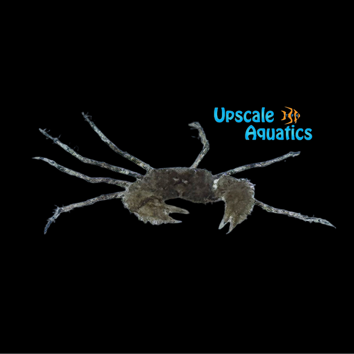Indo Micro Crab (Neorhynchoplax prima)