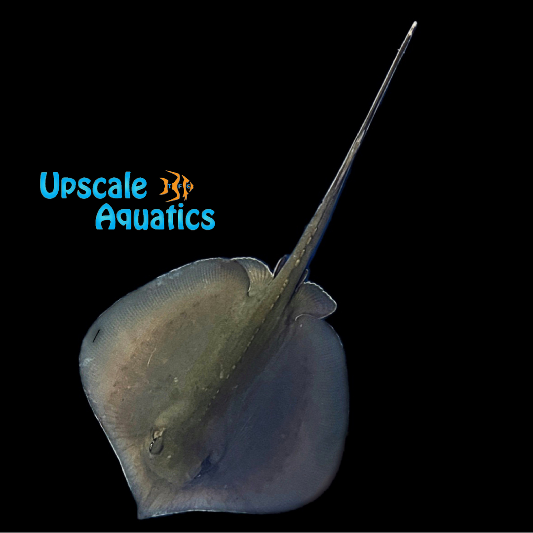 Southern Stingray (Hypanus americanus)