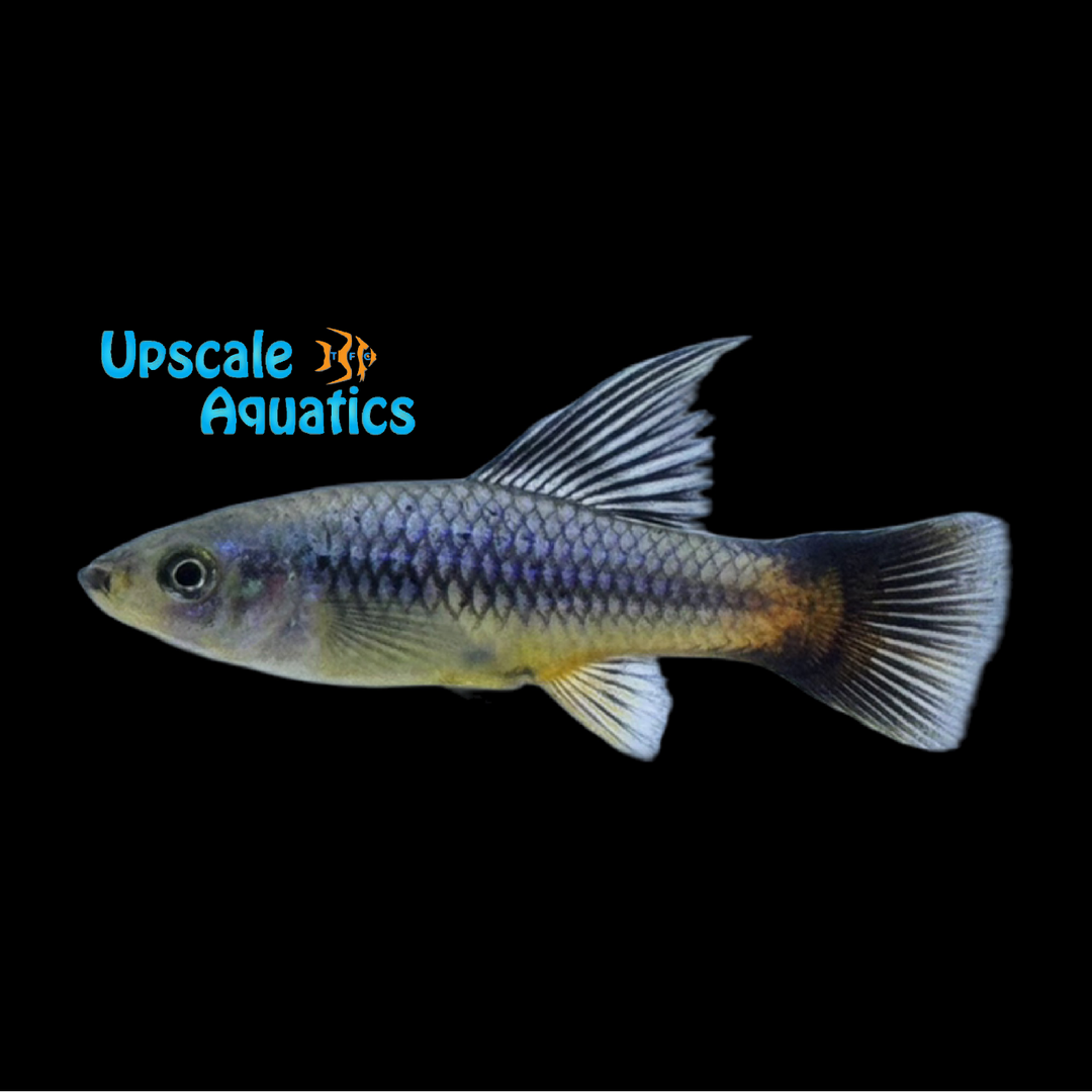 Rainbow Highfin Variatus (Xiphophorus variatus)