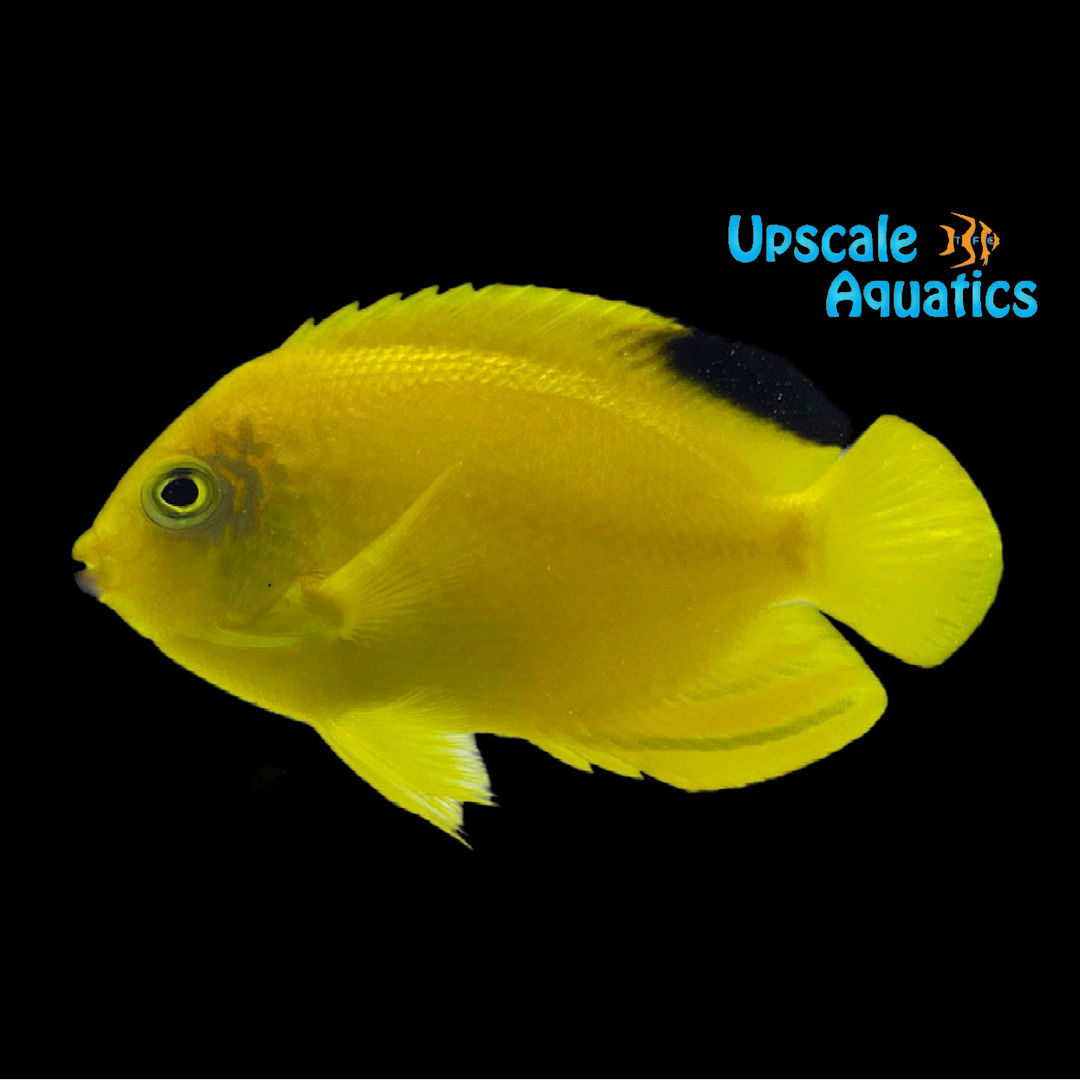 Woodhead's Angelfish (Centropyge woodheadi)