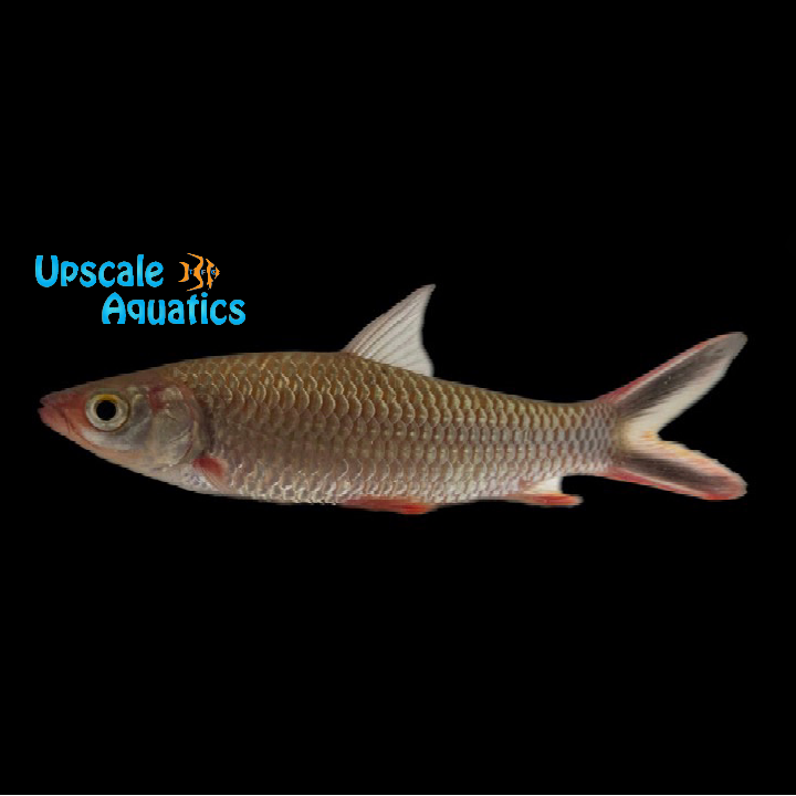 Red Arrow Barb (Leptobarbus melanopterus)