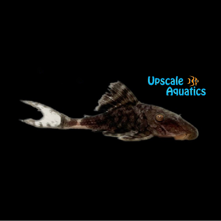 Lyretail Titanic Pleco L203 (Panaque schaeferi)