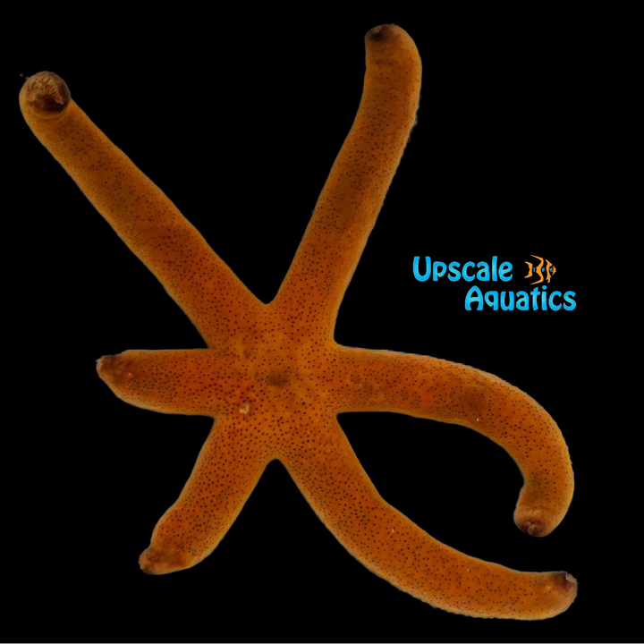 Luzon Starfish (Echinaster luzonicus)