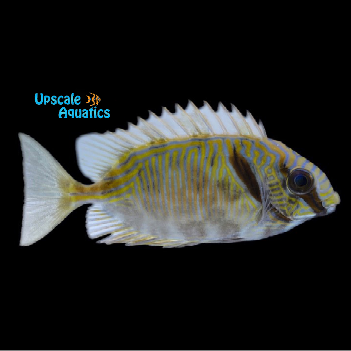 Scribed Rabbitfish Two Barred Rabbitfish (Siganus doliatus) – Upscale Aquatics