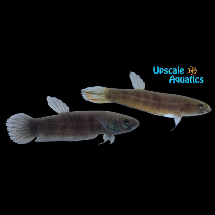 Betta Unimaculata - Wild