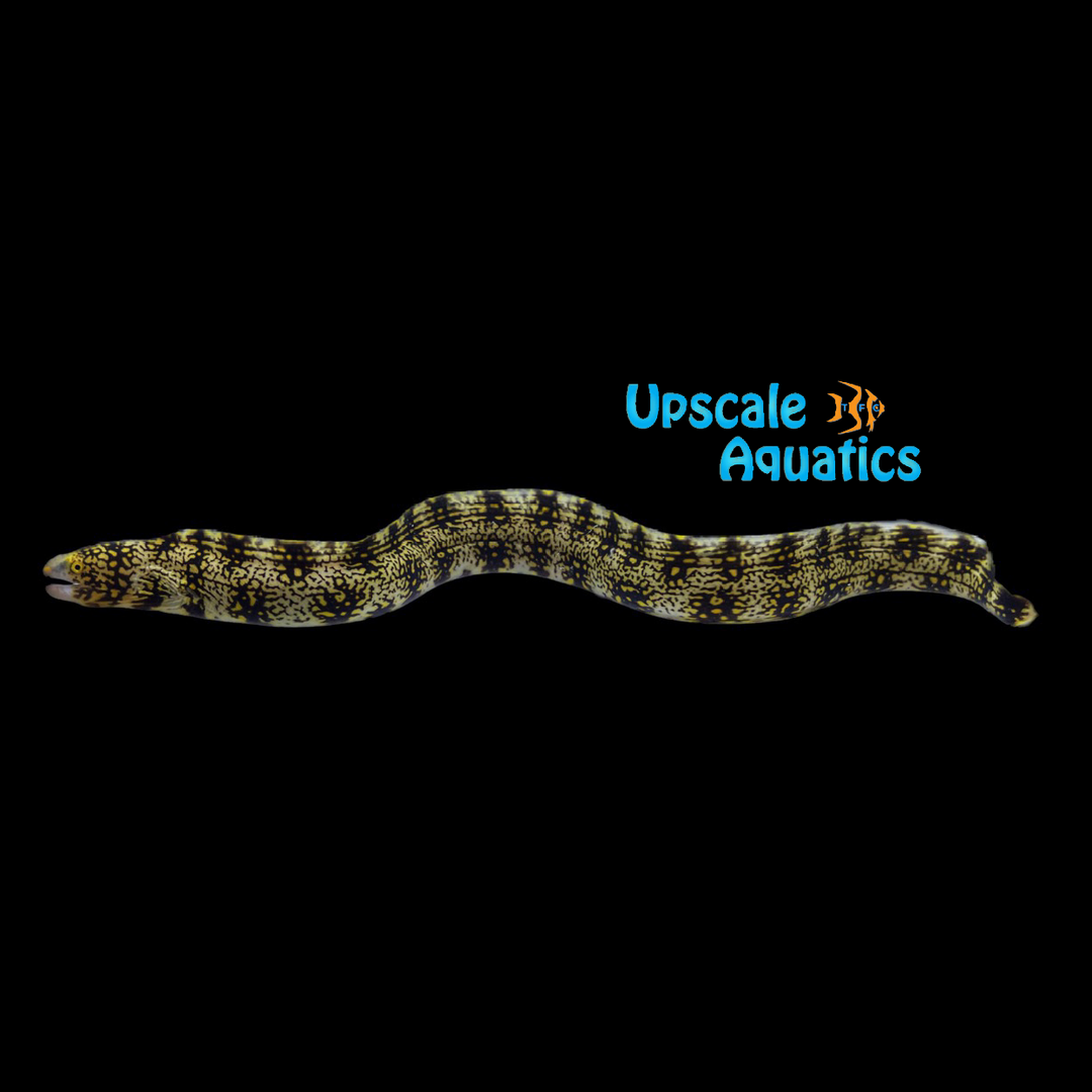 Snowflake Moray Eel (Echidna nebulosa)